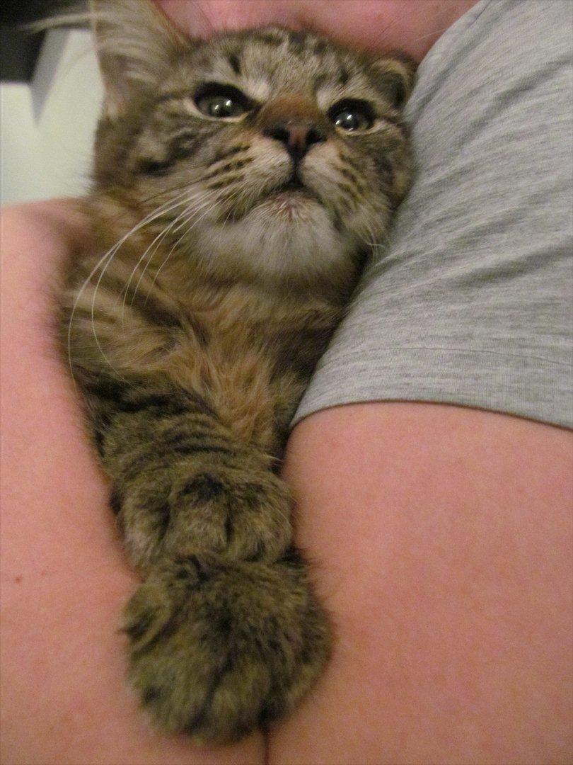 Maine Coon Aslan Avalon billede 12