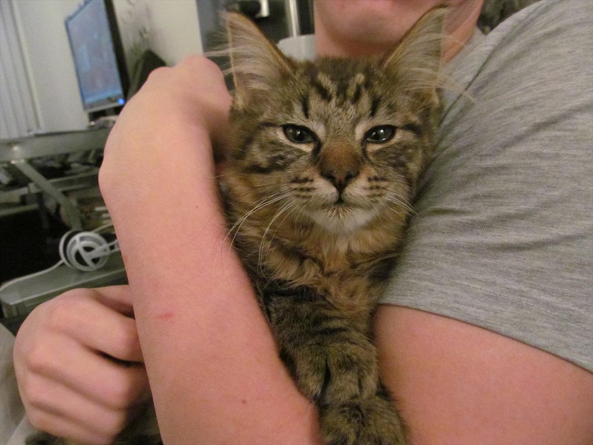 Maine Coon Aslan Avalon billede 13