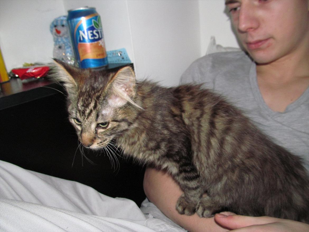 Maine Coon Aslan Avalon billede 14