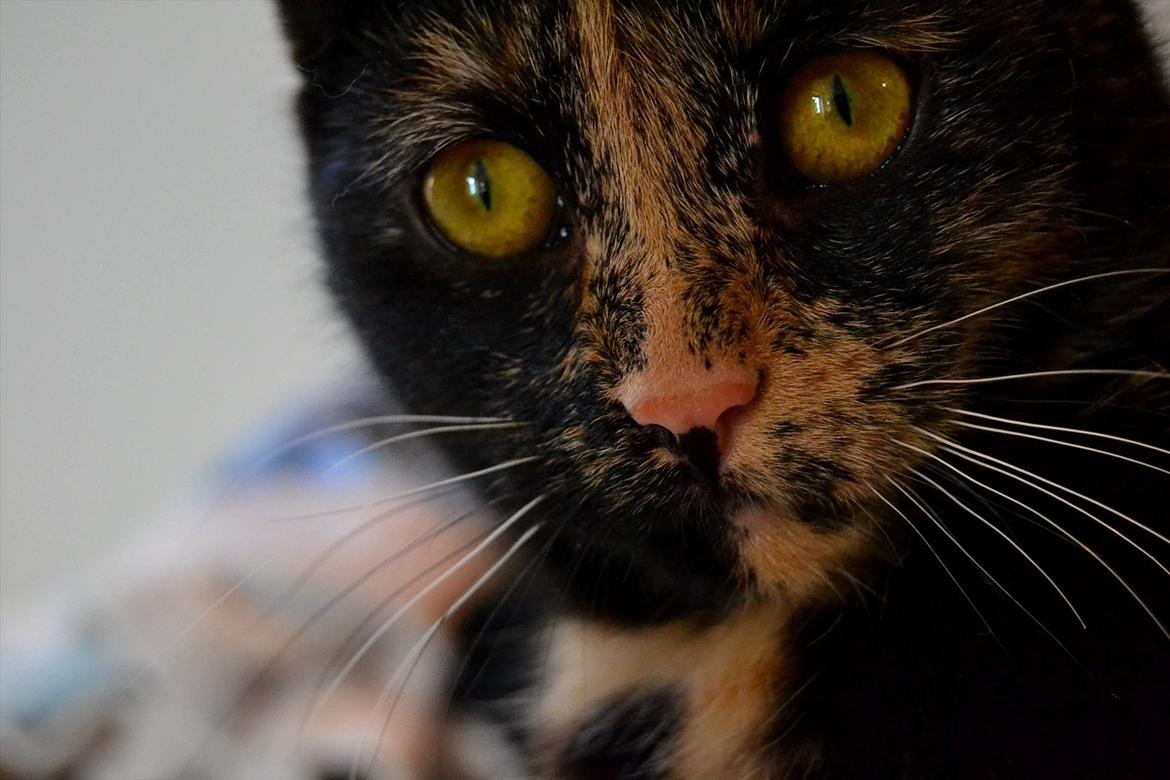 Huskat Skitty - 3) billede 3