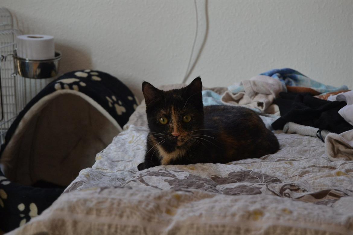 Huskat Skitty - 4) billede 4