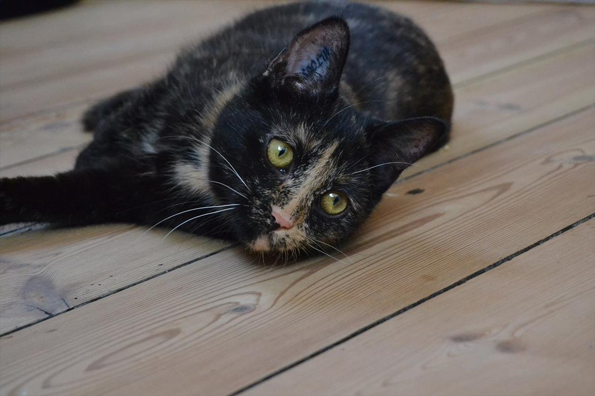 Huskat Skitty - 5) billede 5