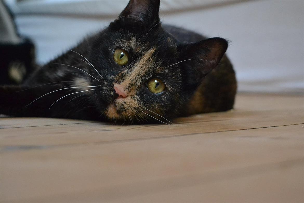 Huskat Skitty - 6) billede 6