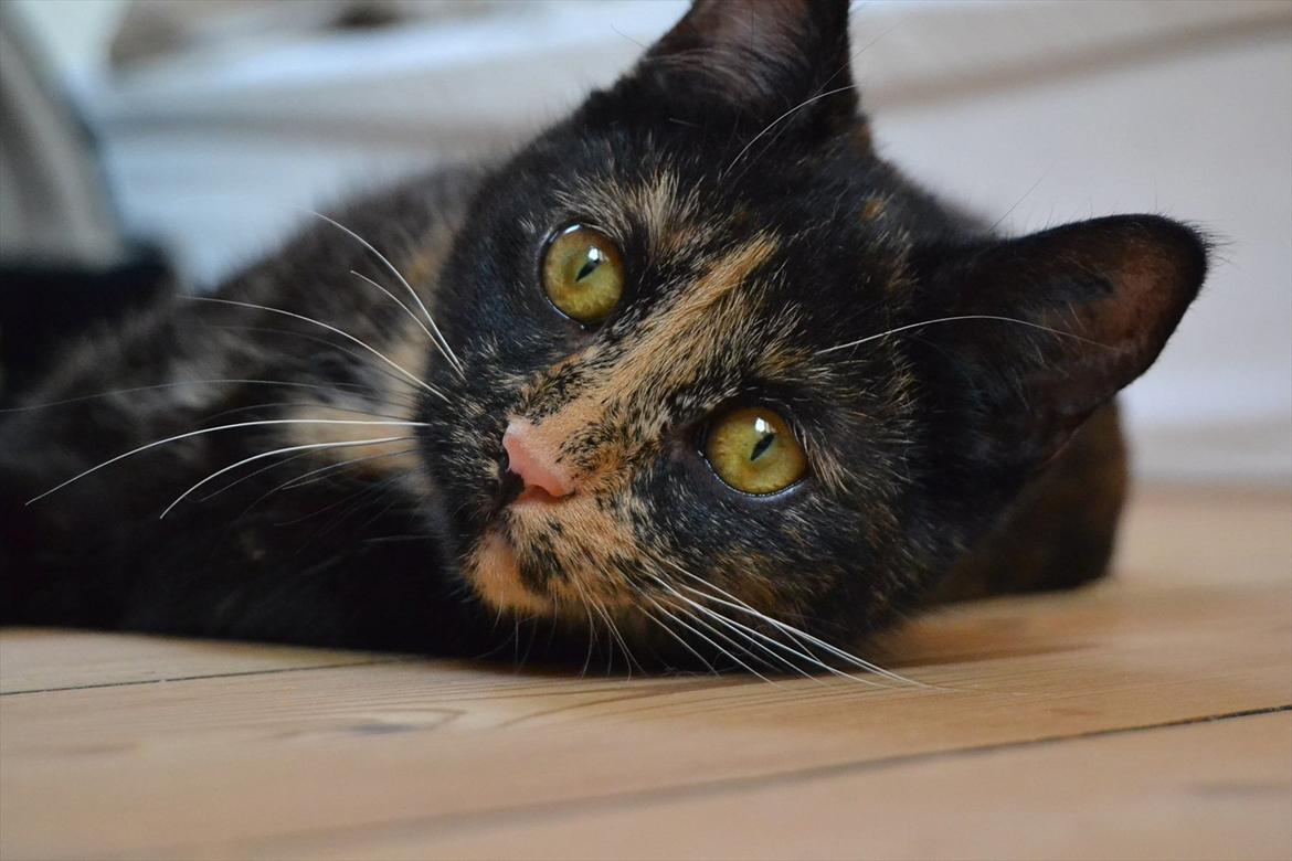 Huskat Skitty - 7) Jeg er ret lækker, ikke? billede 7