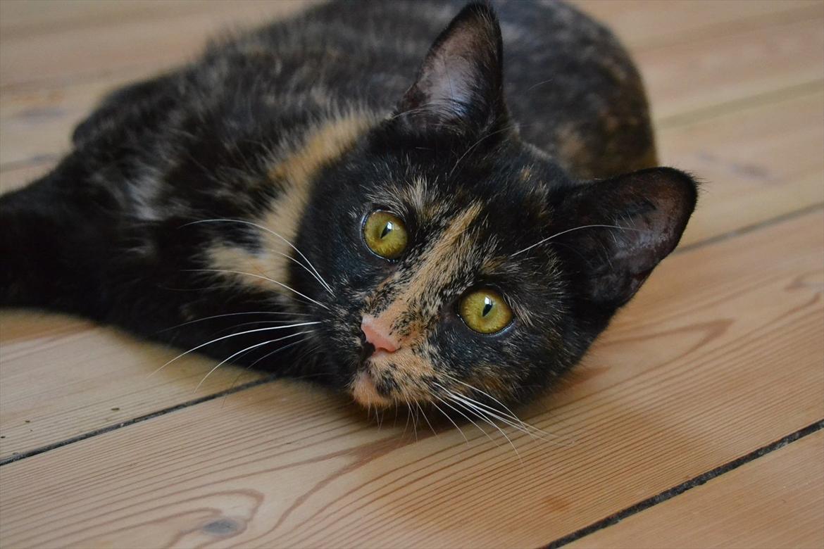 Huskat Skitty - 8) billede 8