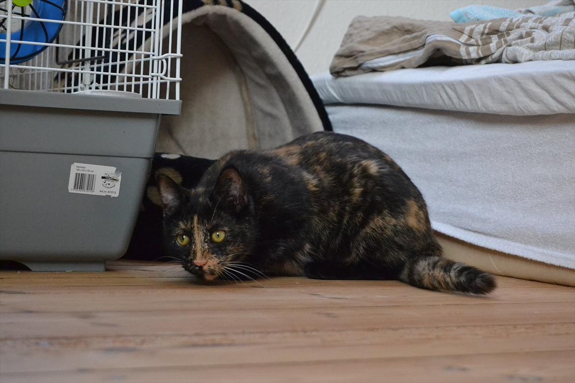 Huskat Skitty - 10) billede 10