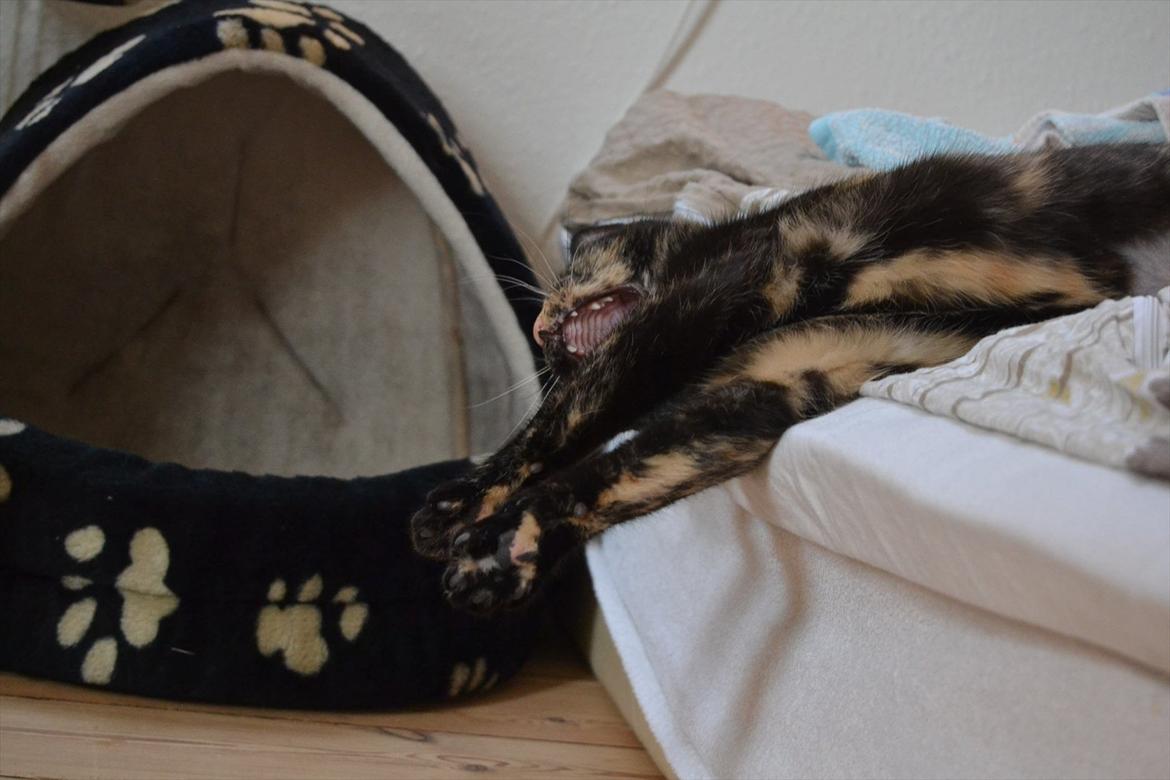 Huskat Skitty - 12) billede 12