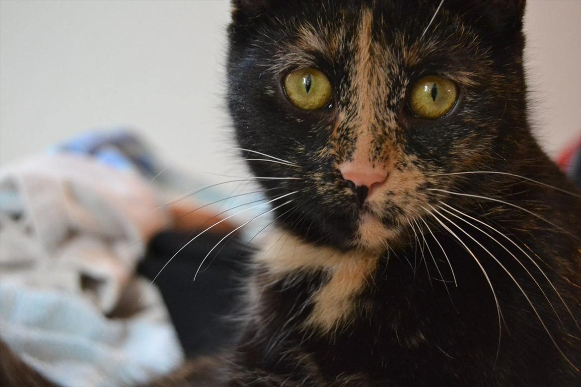 Huskat Skitty - 11) billede 11