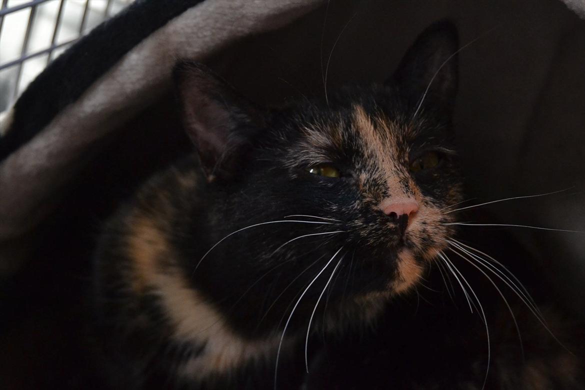 Huskat Skitty - 16) billede 16