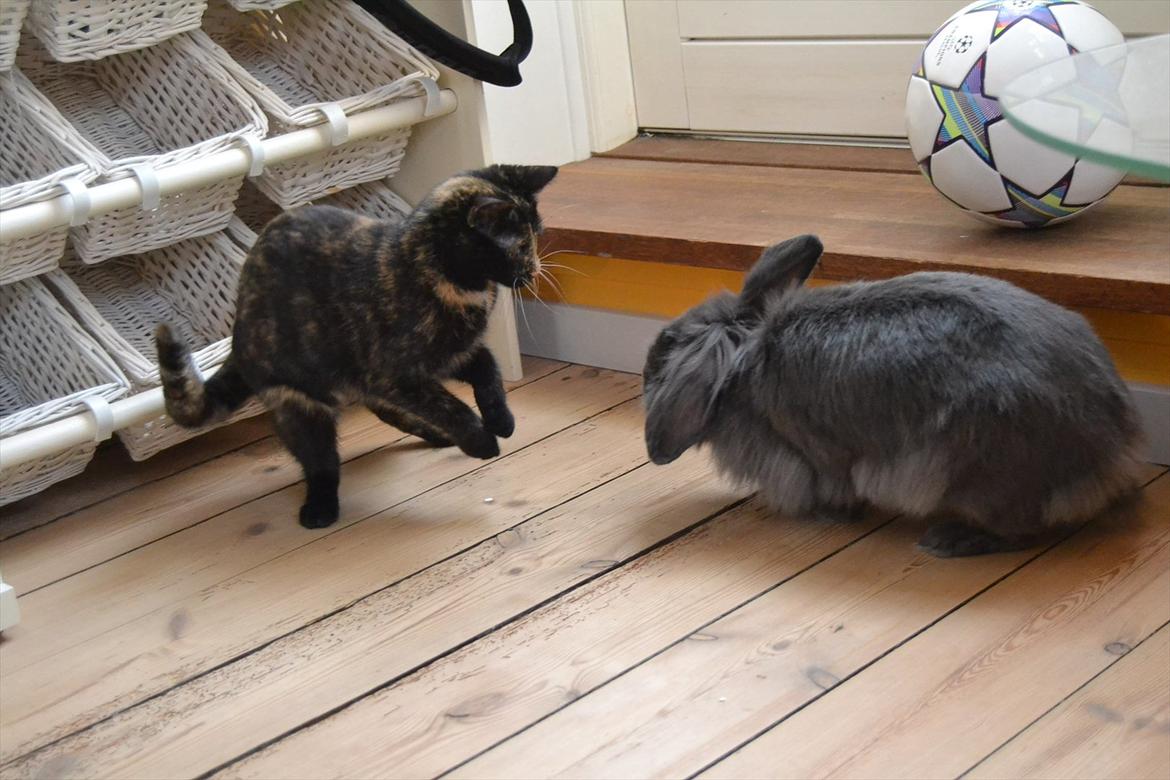 Huskat Skitty - 17)  billede 17