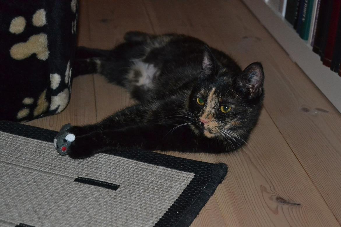 Huskat Skitty - 18) billede 18