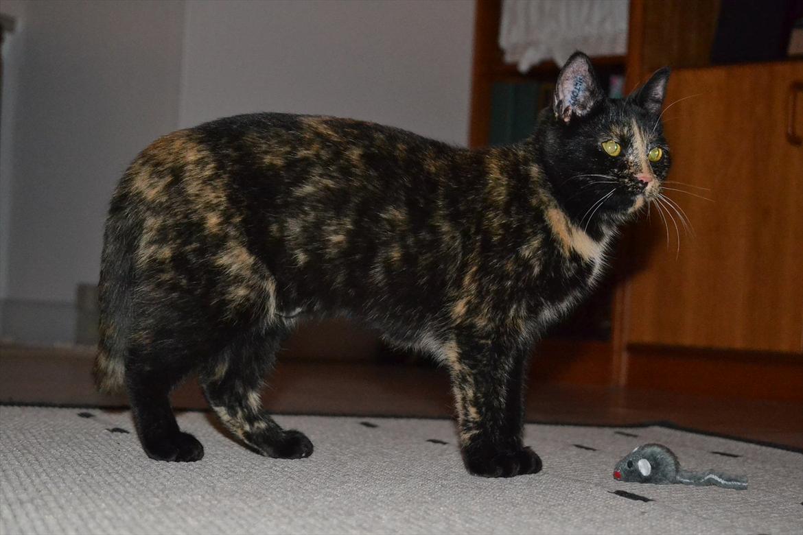 Huskat Skitty - 19)  billede 19