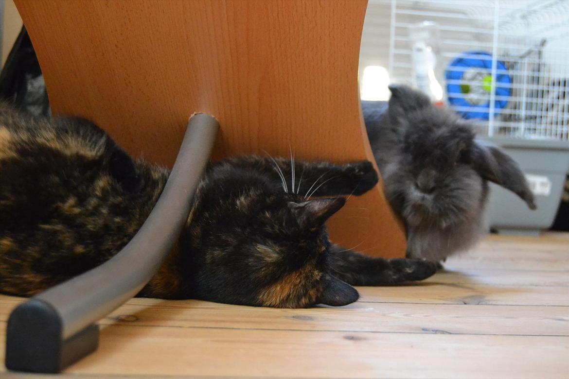 Huskat Skitty - 20) Misty og Skitty.. De er allerede glade for hinanden ;-)) billede 20