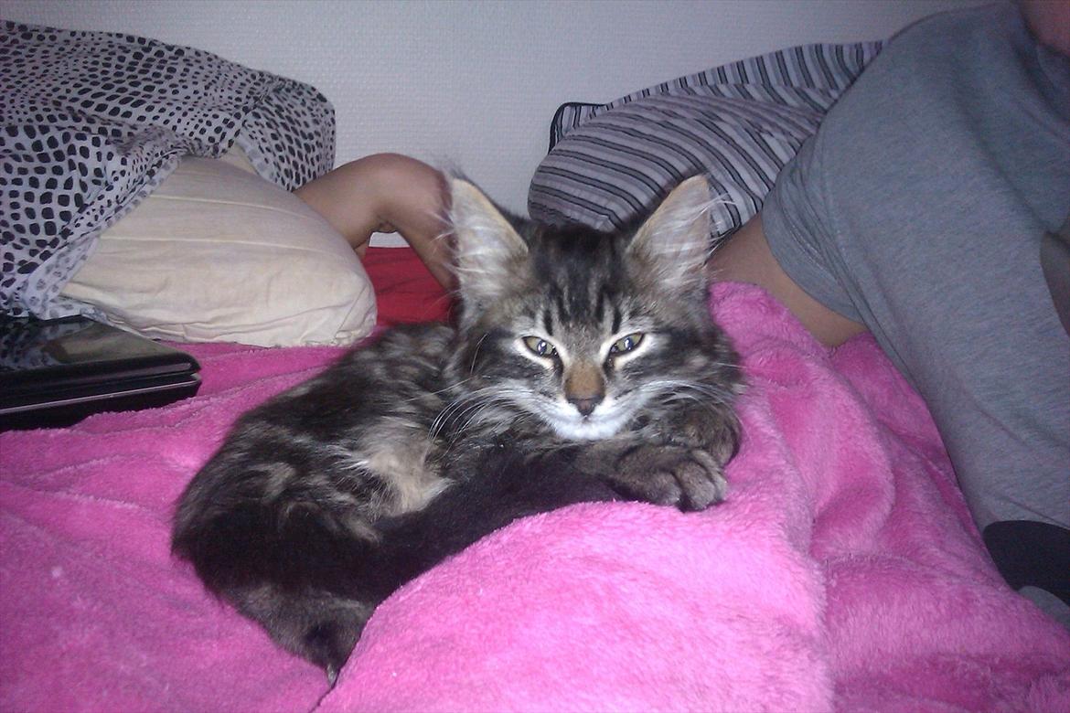 Blanding af racer Shifu billede 3