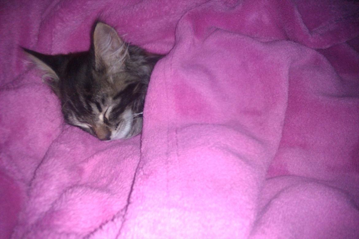 Blanding af racer Shifu billede 4