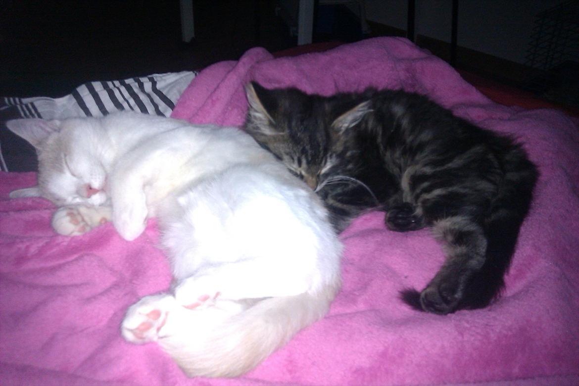 Blanding af racer Shifu billede 6