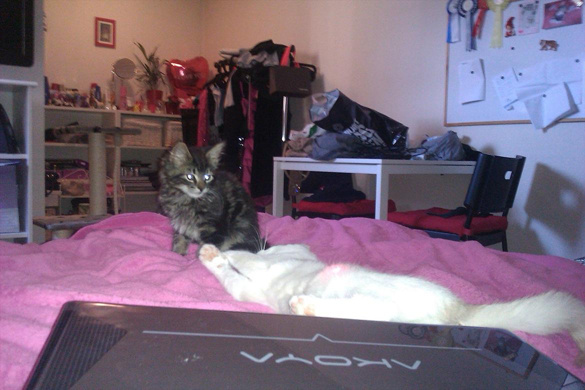 Blanding af racer Shifu billede 7