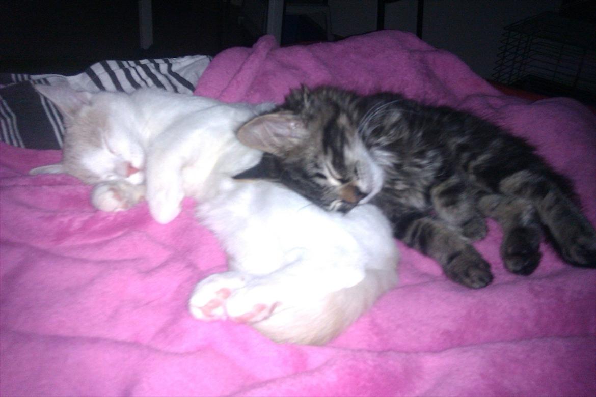 Blanding af racer Shifu billede 8