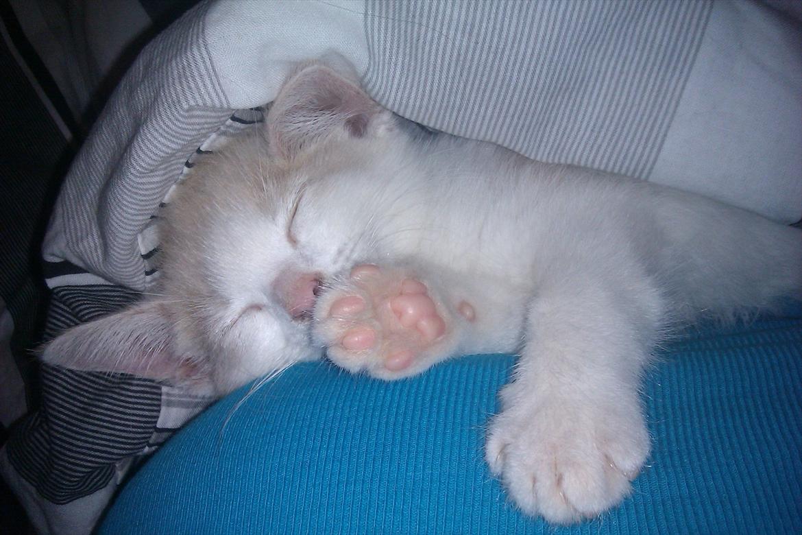 Huskat Maggie - Maggie ligger og putter :) billede 16