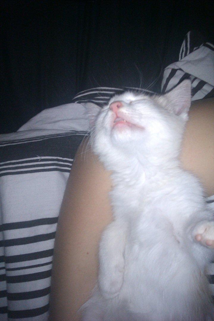 Huskat Maggie - Det hyggeligt at ligge og putte ved mooaar billede 17