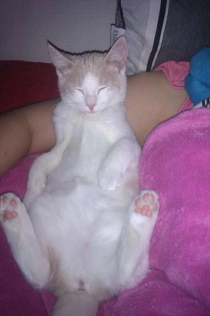 Huskat Maggie billede 4