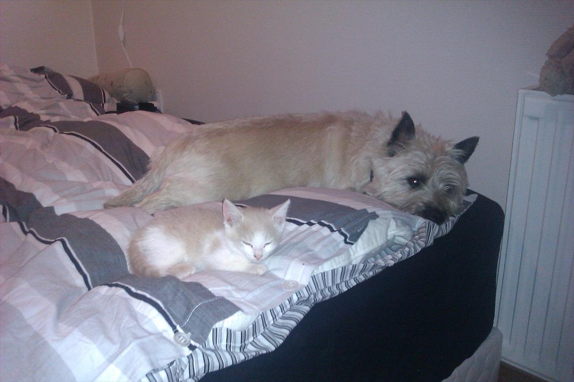 Huskat Maggie billede 18