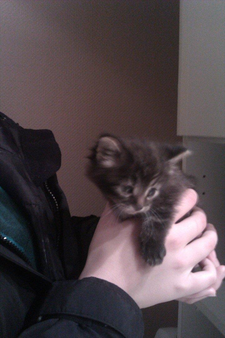 Blanding af racer Shifu - Dengang jeg var ude og se ham første gang billede 9