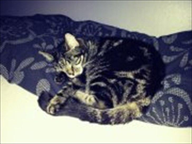 Blanding af racer Miv billede 18