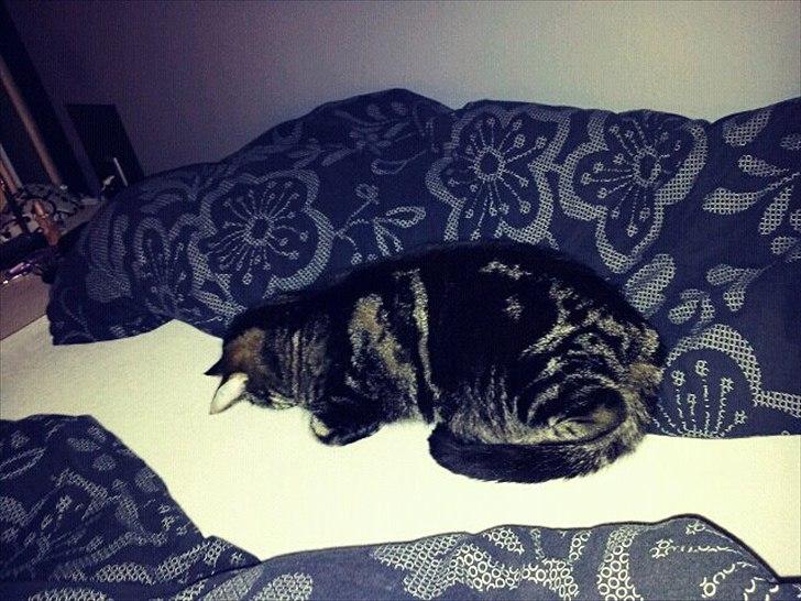 Blanding af racer Miv billede 19