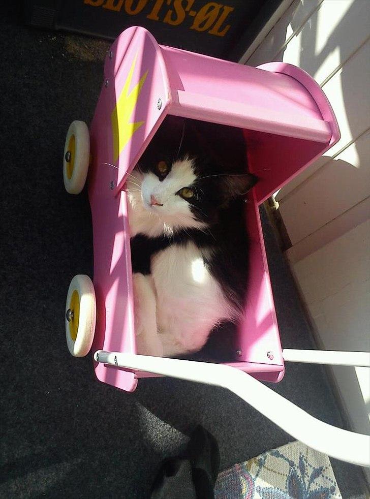 Blanding af racer Hugo billede 15