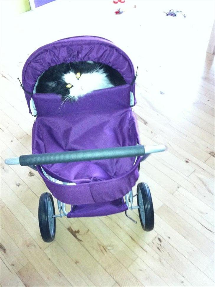 Blanding af racer Hugo billede 17