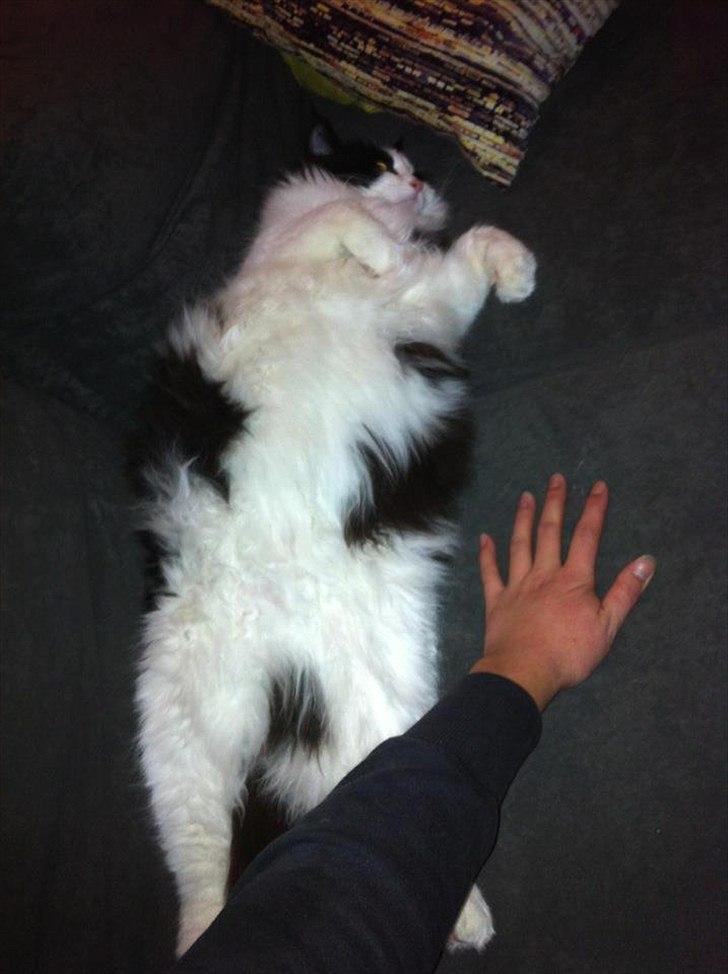 Blanding af racer Hugo billede 18