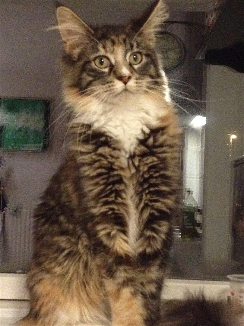 Maine Coon Mangooza aka. Mango P. - Så var man lige ankommet.. billede 3