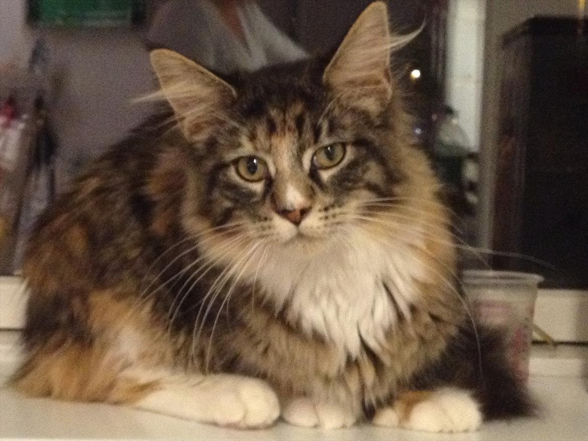 Maine Coon Mangooza aka. Mango P. - der er en sikker plads i vindueskarmen, når nu man er helt ny i huset billede 4
