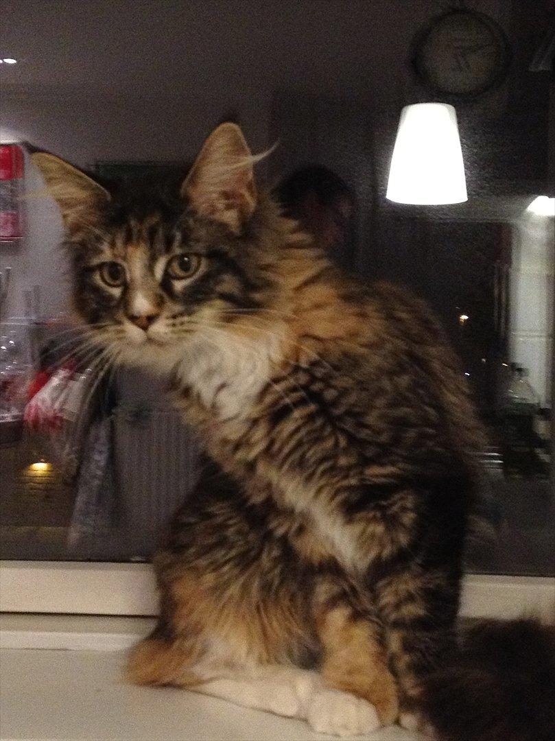 Maine Coon Mangooza aka. Mango P. - skal lige tjekke ud hvad de der små killinger laver henne på gulvet;-) billede 5