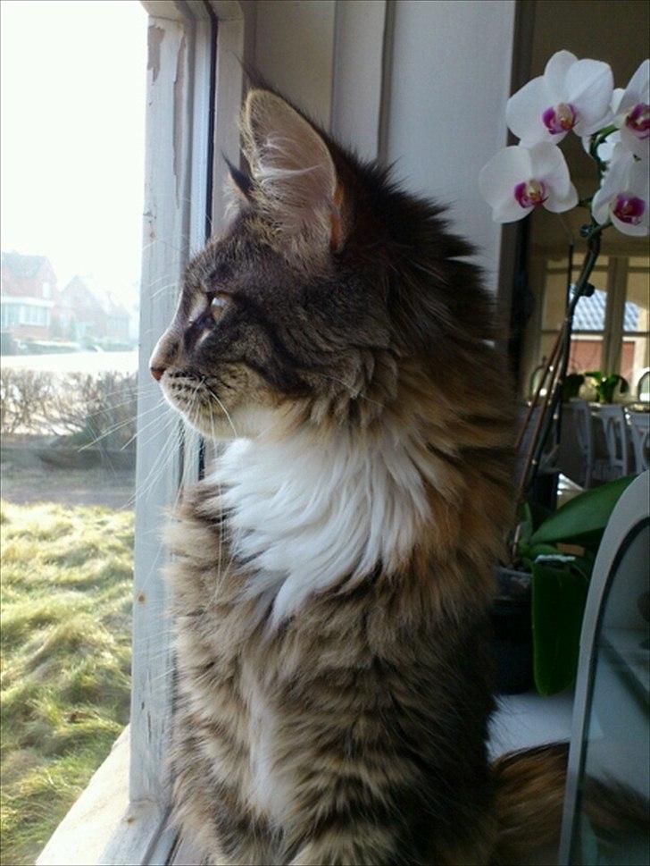 Maine Coon Mangooza aka. Mango P. - kigger ud på det kolde vejer billede 6