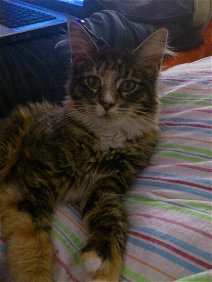 Maine Coon Mangooza aka. Mango P. - idag er man allesteder i huset og bestemt ikk bange for nogen/noget billede 7