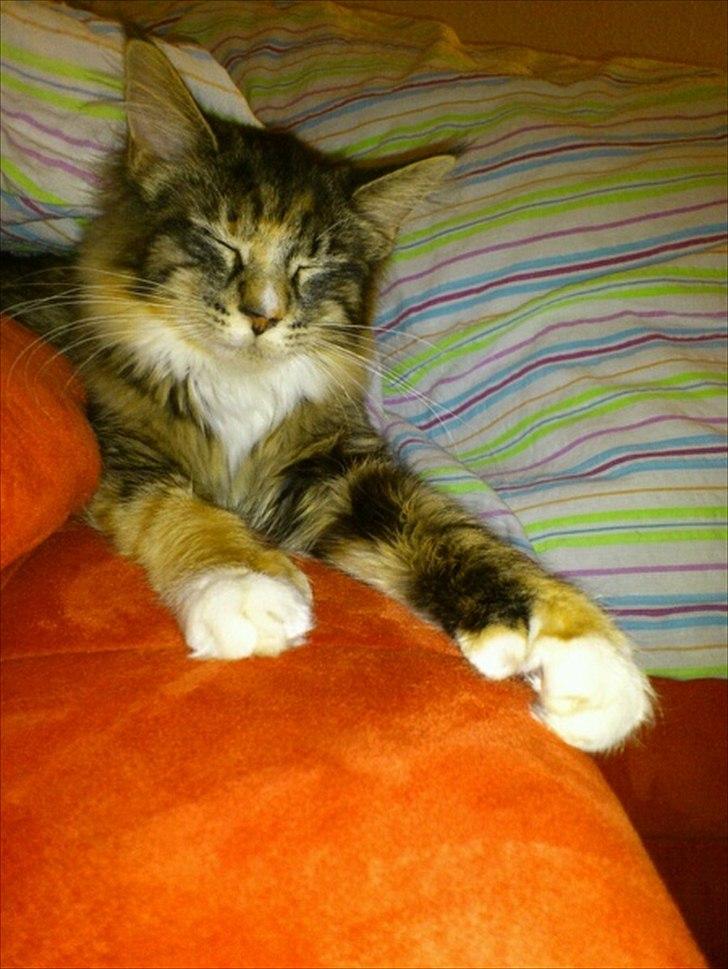 Maine Coon Mangooza aka. Mango P. - dømt hygge billede 8