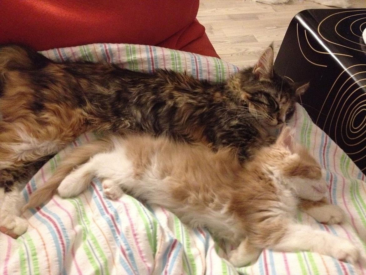 Maine Coon Mangooza aka. Mango P. - putter med en af de små killinger..  billede 9