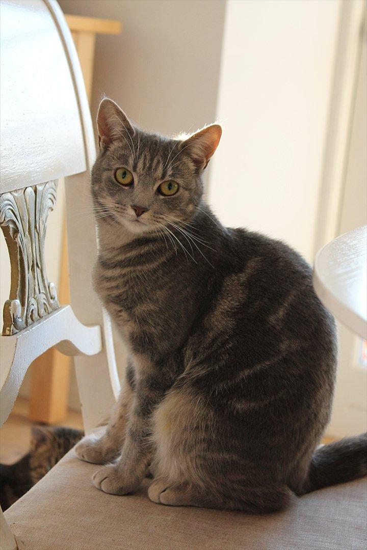 Huskat Gracey billede 1