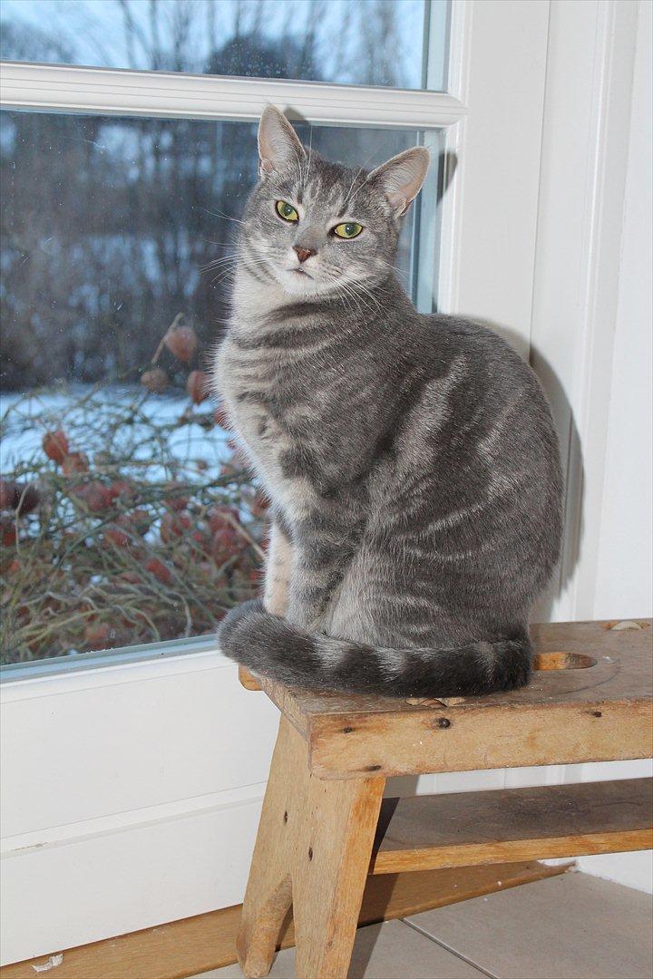 Huskat Gracey billede 2