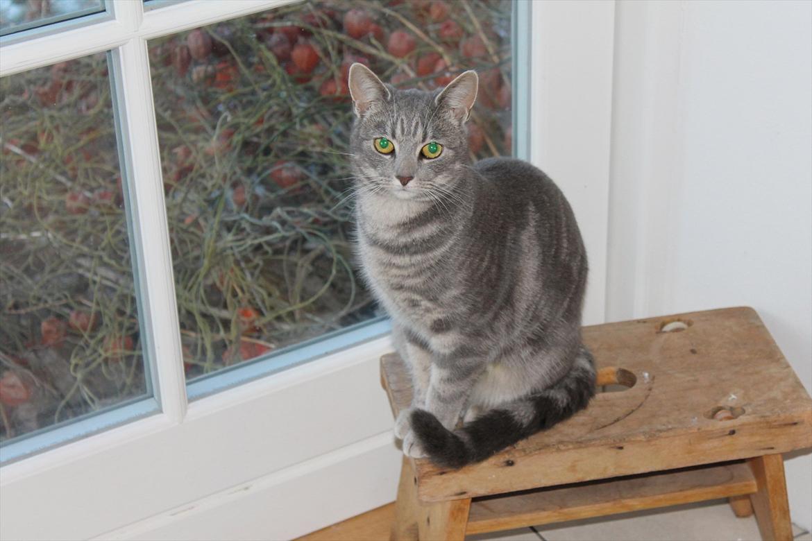 Huskat Gracey billede 3