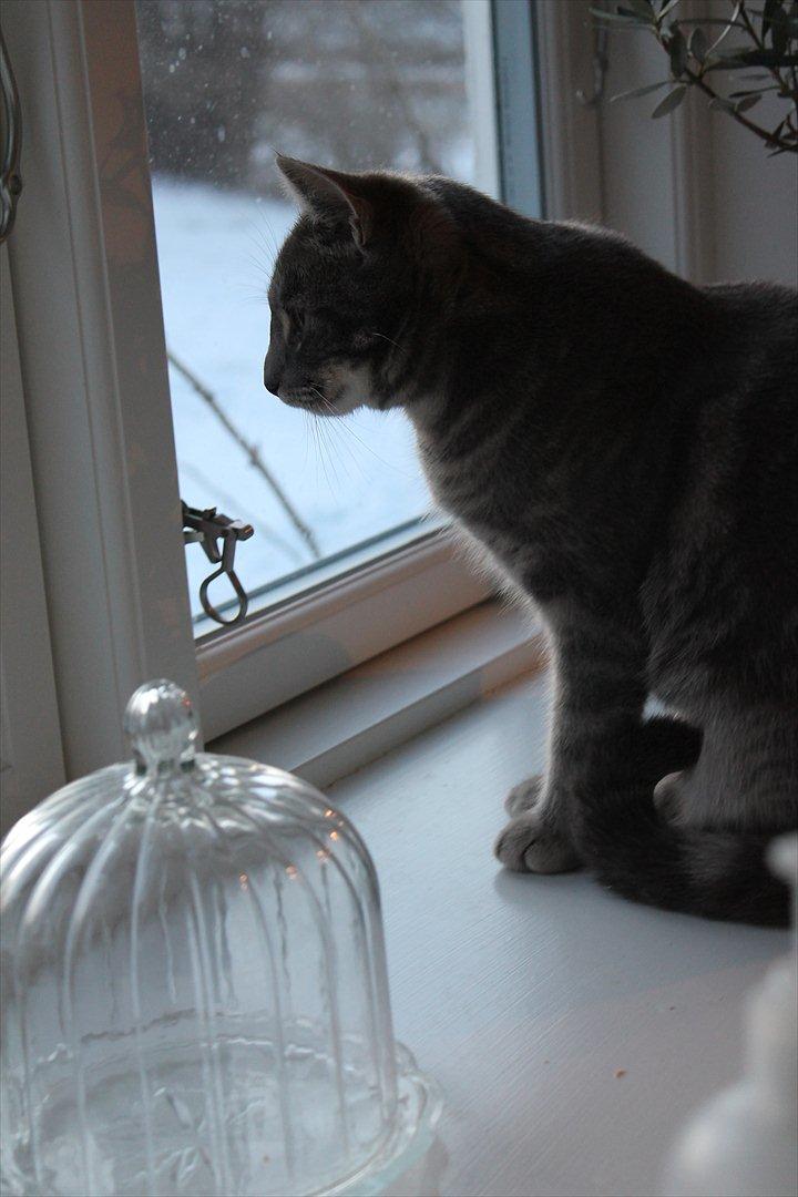 Huskat Gracey billede 5