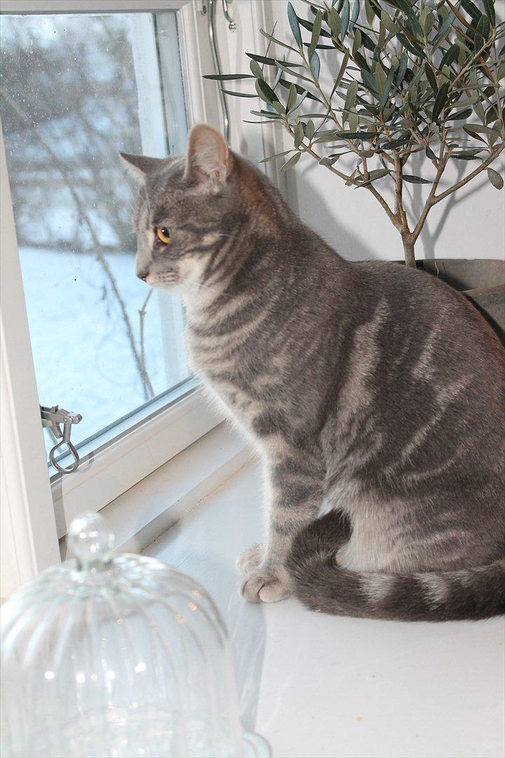 Huskat Gracey billede 6