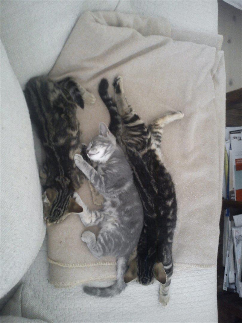 Huskat Gracey - Gracey, Sally og Buster <3 billede 7