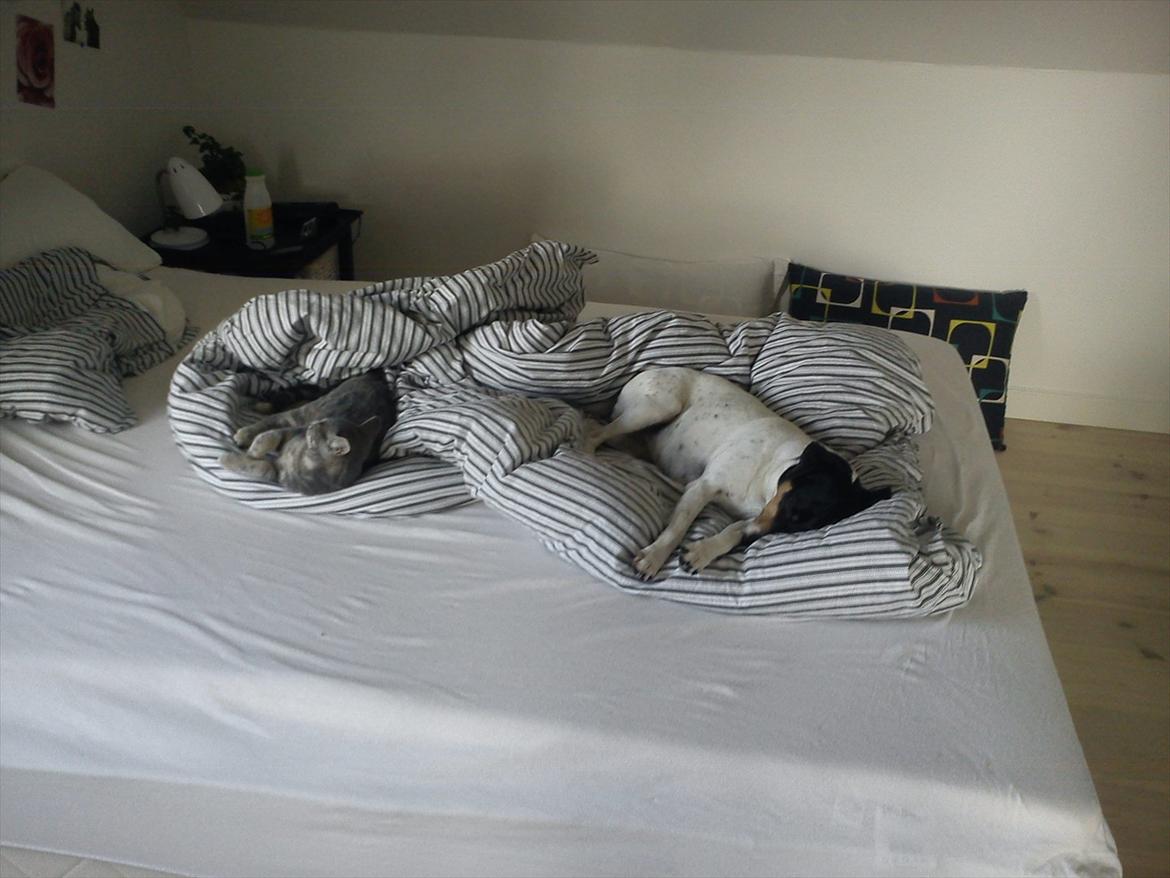 Huskat Gracey - Gracey og min dansk, svenske gårdhund Mulle :-) billede 8