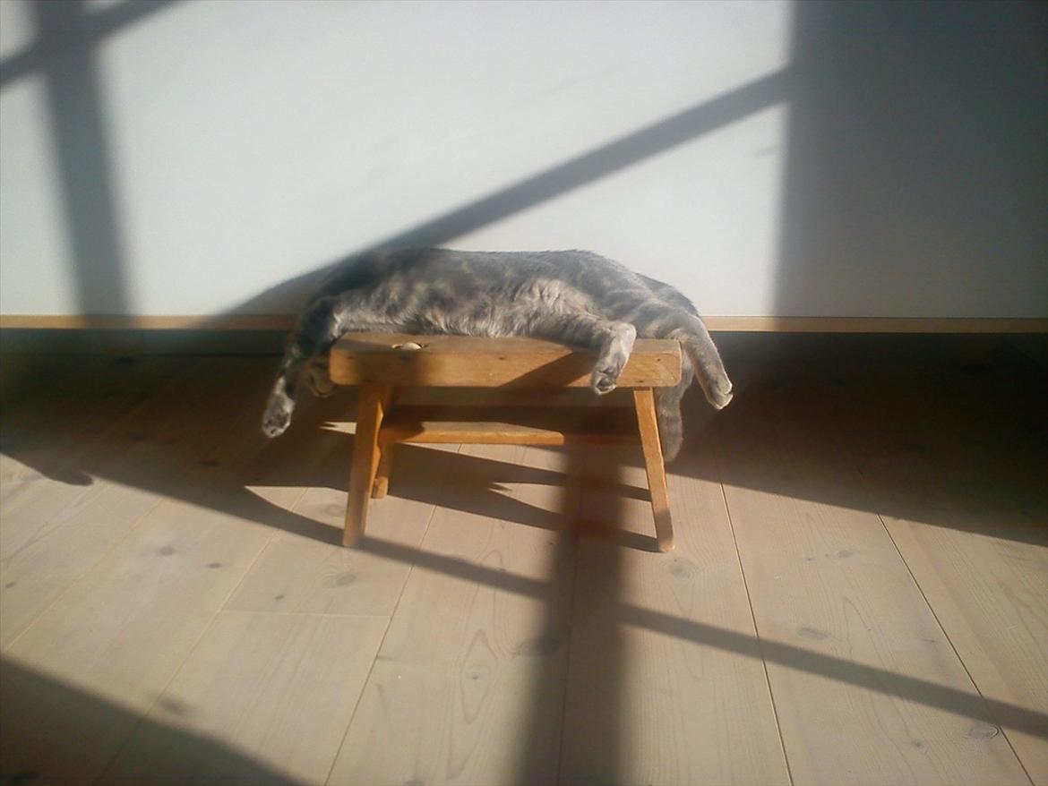 Huskat Gracey - Ehh? billede 9