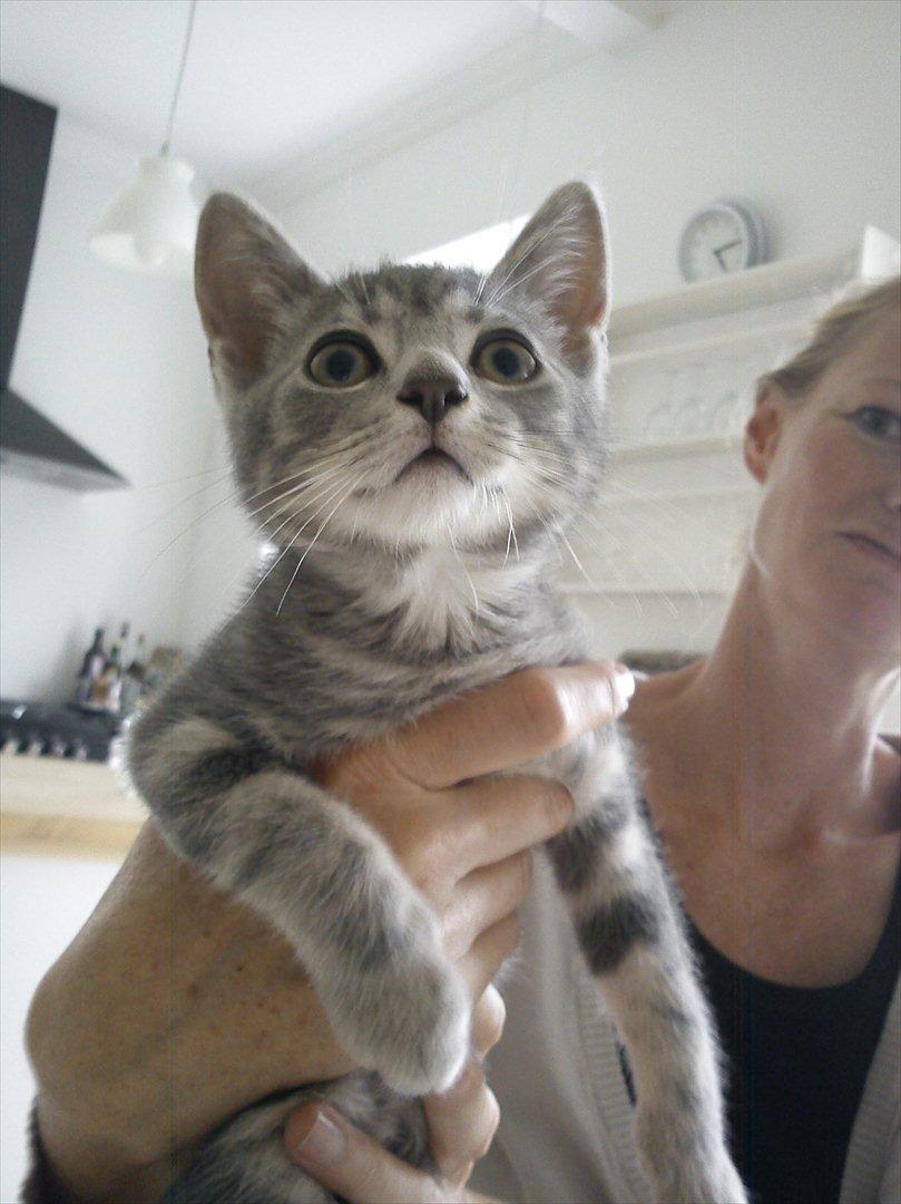 Huskat Gracey billede 11