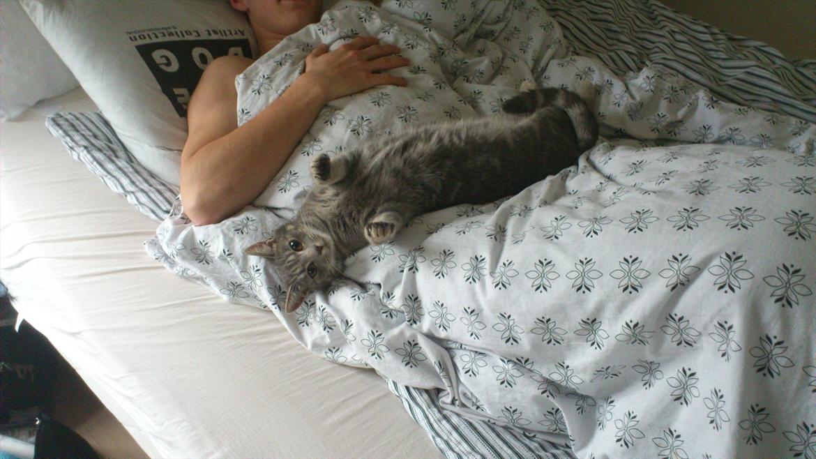 Huskat Gracey billede 13