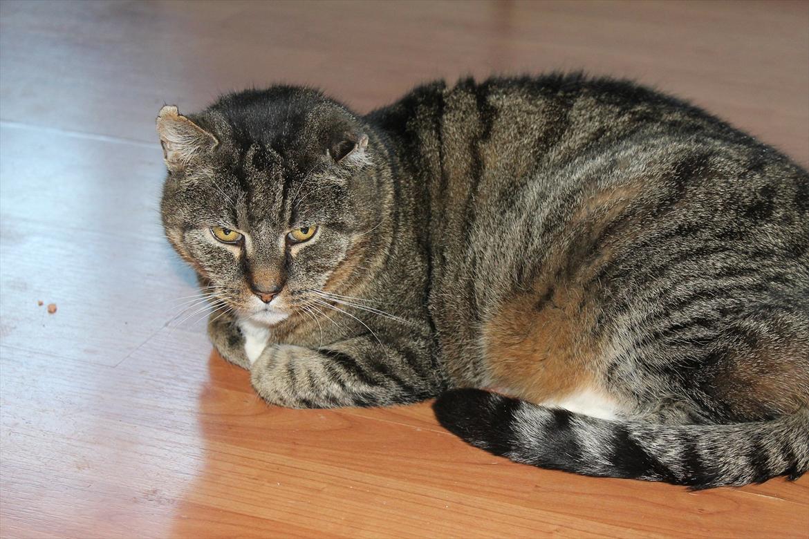 Huskat Mikki billede 5